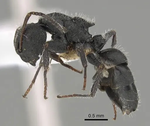 Camponotus selene specimen