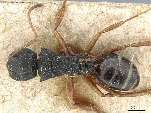 Camponotus selene - CASENT0905415