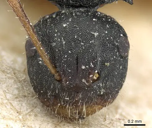 Camponotus selene - CASENT0905415