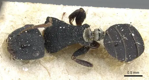 Camponotus selene - CASENT0905416