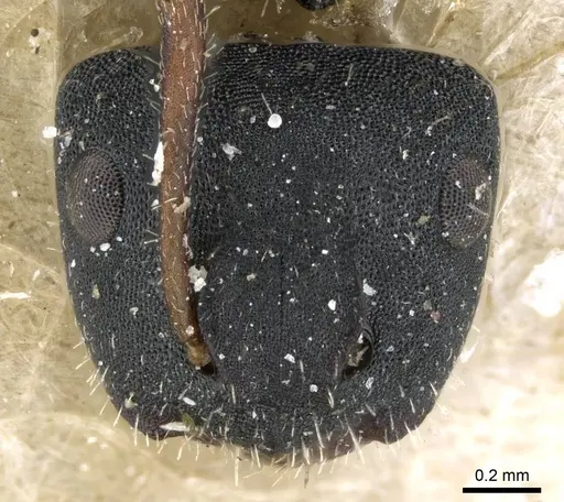 Camponotus selene - CASENT0905416