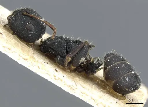 Camponotus selene - CASENT0905416