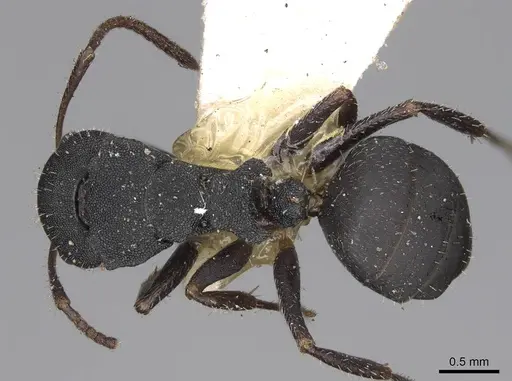 Camponotus selene - CASENT0906965