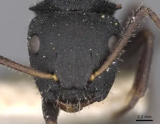 Camponotus selene - CASENT0906965