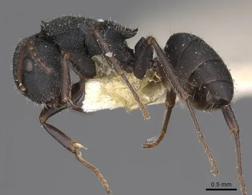 Camponotus selene - CASENT0906965