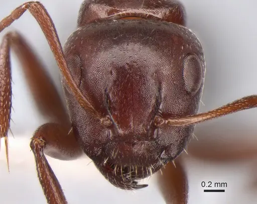 Camponotus semirufus specimen