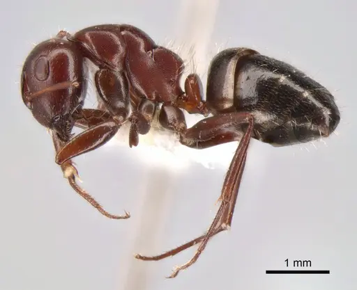 Camponotus semirufus specimen