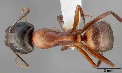 Camponotus semitestaceus specimen