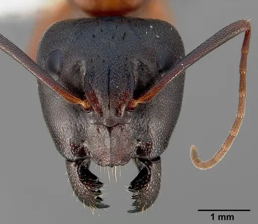 Camponotus semitestaceus specimen