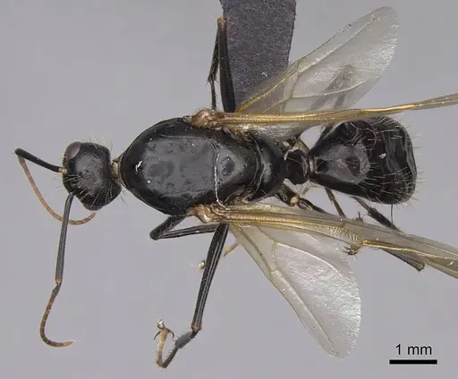 Camponotus semitestaceus - CASENT0053021