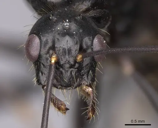 Camponotus semitestaceus - CASENT0053021