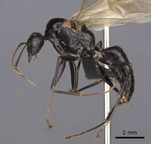 Camponotus semitestaceus - CASENT0053021