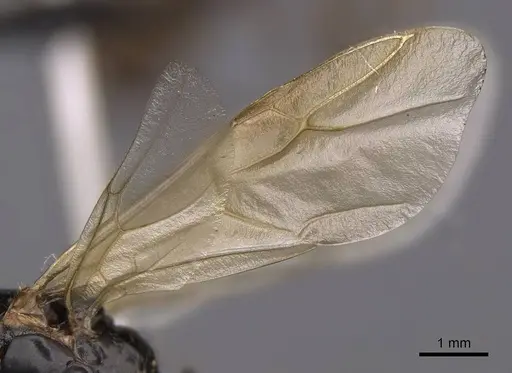 Camponotus semitestaceus - CASENT0053021