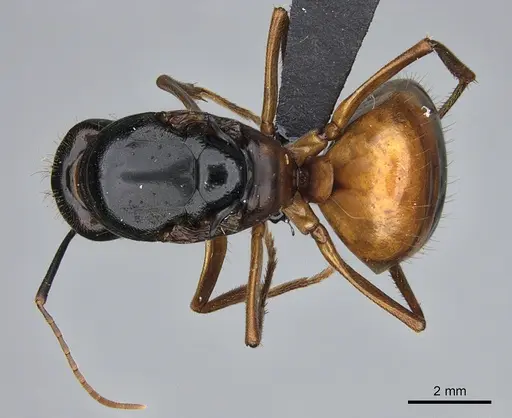 Camponotus semitestaceus - CASENT0066376