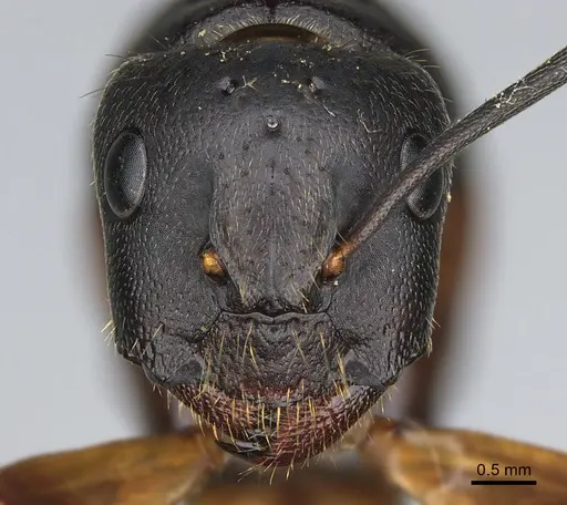 Camponotus semitestaceus - CASENT0066376