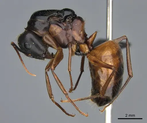 Camponotus semitestaceus - CASENT0066376