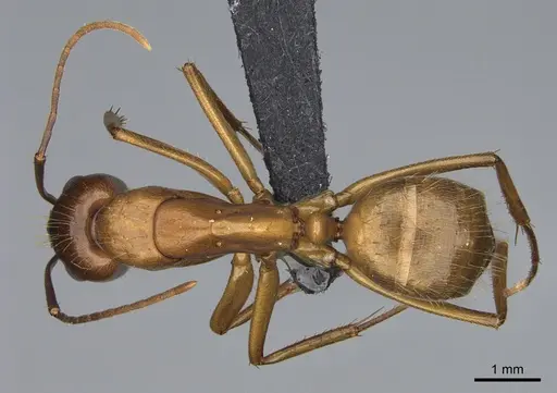 Camponotus semitestaceus - CASENT0066378