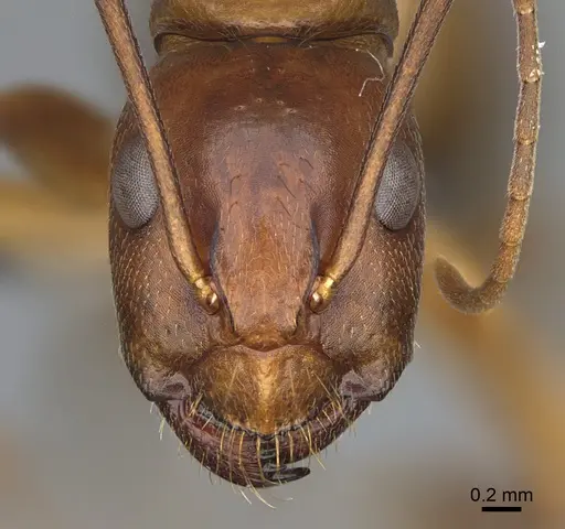 Camponotus semitestaceus - CASENT0066378