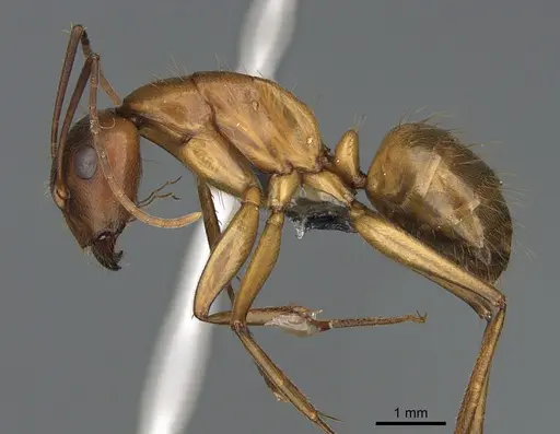 Camponotus semitestaceus - CASENT0066378
