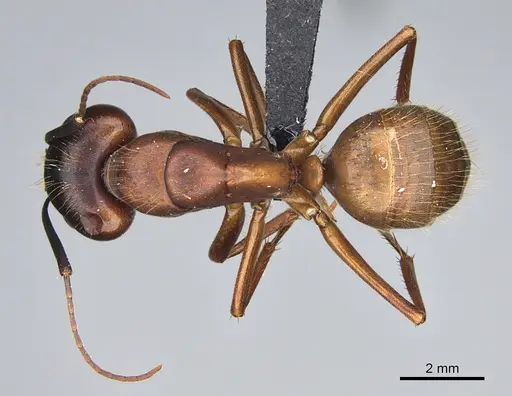 Camponotus semitestaceus - CASENT0066541