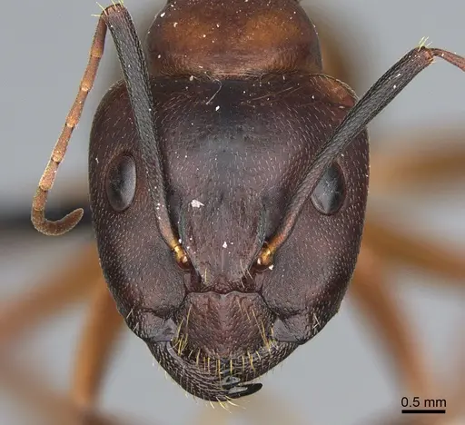 Camponotus semitestaceus - CASENT0066541