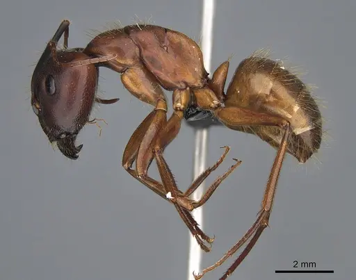 Camponotus semitestaceus - CASENT0066541