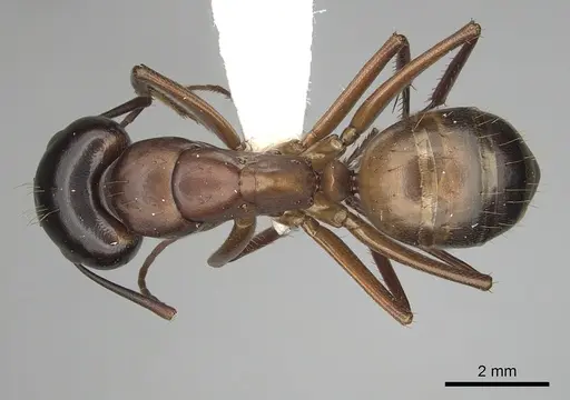 Camponotus semitestaceus - CASENT0280037