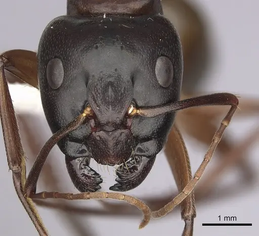 Camponotus semitestaceus - CASENT0280037