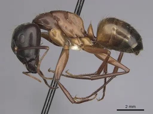 Camponotus semitestaceus - CASENT0280037