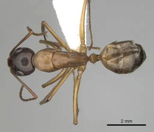 Camponotus semitestaceus - CASENT0280038