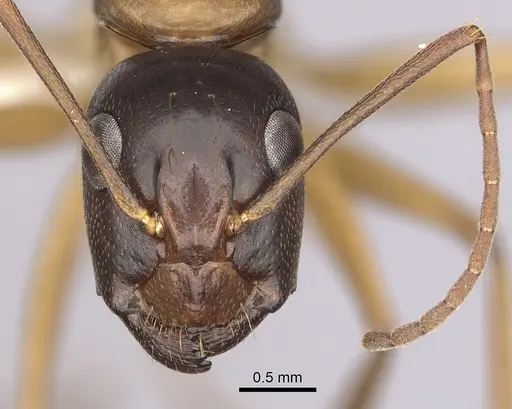 Camponotus semitestaceus - CASENT0280038