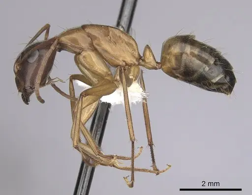 Camponotus semitestaceus - CASENT0280038
