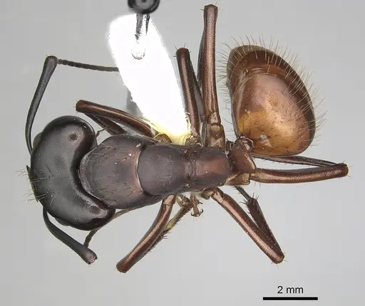 Camponotus semitestaceus - CASENT0280039