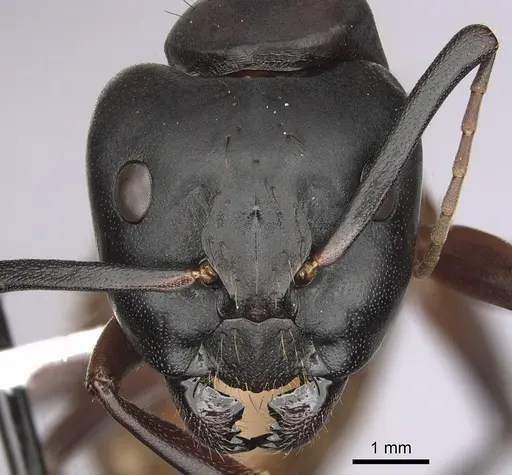 Camponotus semitestaceus - CASENT0280039