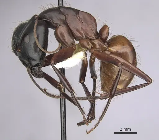 Camponotus semitestaceus - CASENT0280039