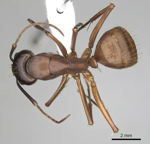 Camponotus semitestaceus - CASENT0280040