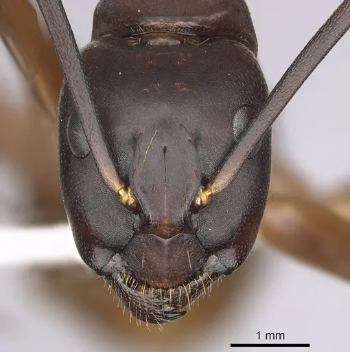 Camponotus semitestaceus - CASENT0280040