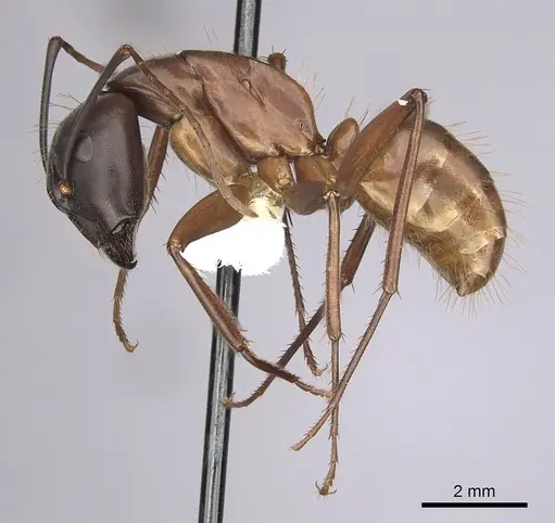 Camponotus semitestaceus - CASENT0280040