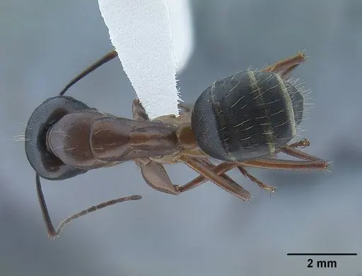 Camponotus semitestaceus - CASENT0761104