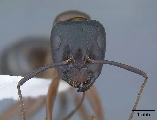 Camponotus semitestaceus - CASENT0761104