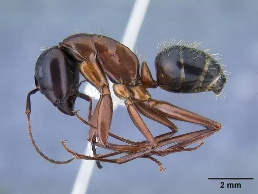Camponotus semitestaceus - CASENT0761104
