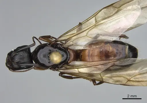 Camponotus semitestaceus - CASENT0840892