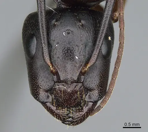Camponotus semitestaceus - CASENT0840892