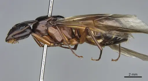 Camponotus semitestaceus - CASENT0840892