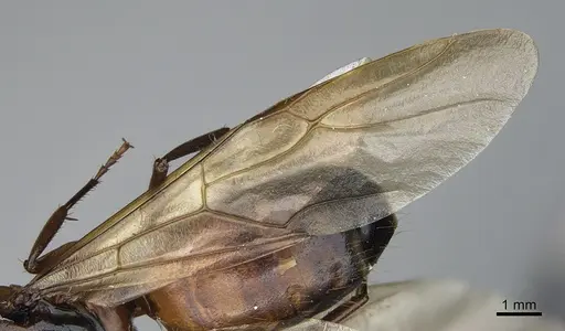 Camponotus semitestaceus - CASENT0840892