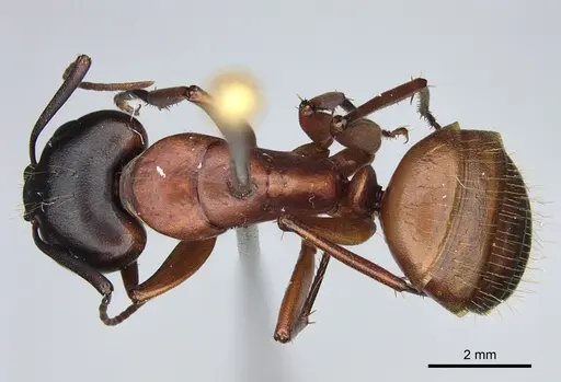 Camponotus semitestaceus - CASENT0840893