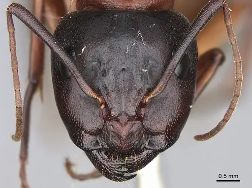 Camponotus semitestaceus - CASENT0840893