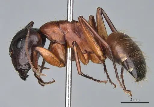 Camponotus semitestaceus - CASENT0840893