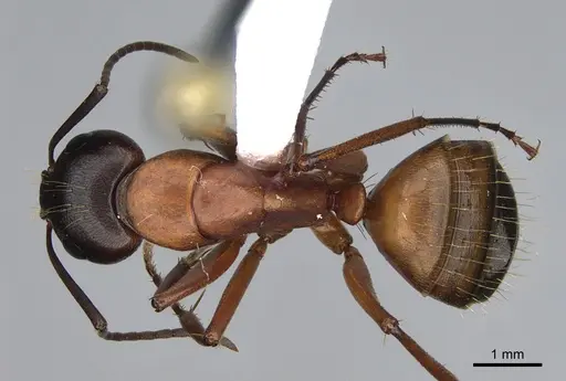 Camponotus semitestaceus - CASENT0840894