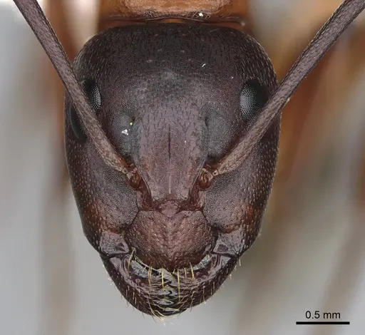 Camponotus semitestaceus - CASENT0840894